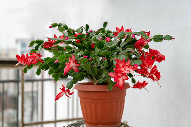 False Christmas Cactus