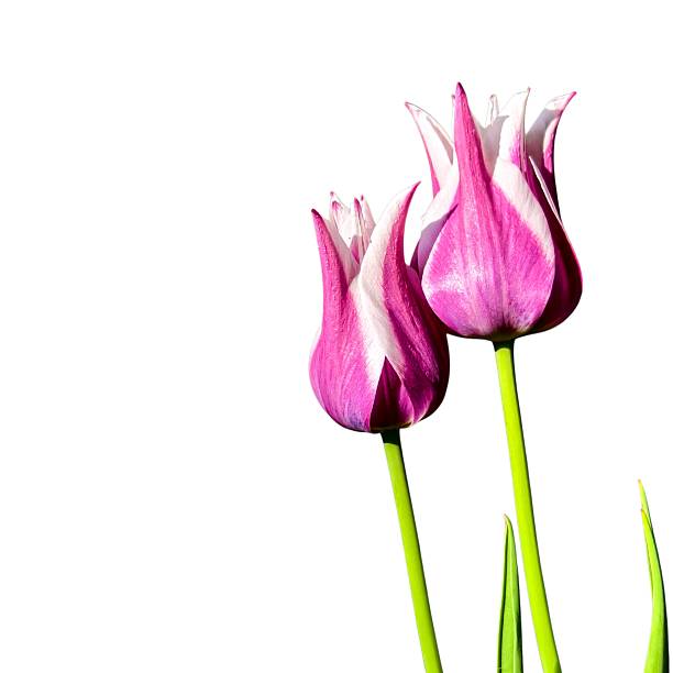 A pair of vibrant lily-flowered purple tulips with white edges standing tall against a pure white background.