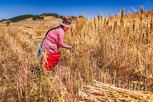 Quinoa is an annual plant that can grow up to 2 metres tall.  Seeds are rich in protein, dietary fiber, B vitamins and dietary minerals in amounts greater than in many grains.The Sacred Valley of the Incas or Urubamba Valley is a valley in the Andes  of Peru, close to the Inca  capital of Cusco and below the ancient sacred city of Machu Picchu.