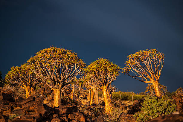 Quiver Trees after the Thunderstorm
