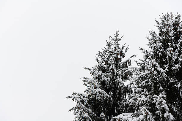 flock of birds on the branches of a tree in winter