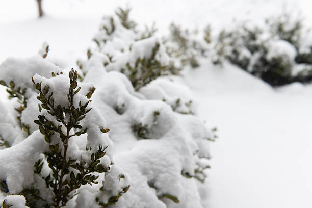 This is a close up photograph of a snow covered shrubs in Mahwah, New Jersey on an overcast winter day.