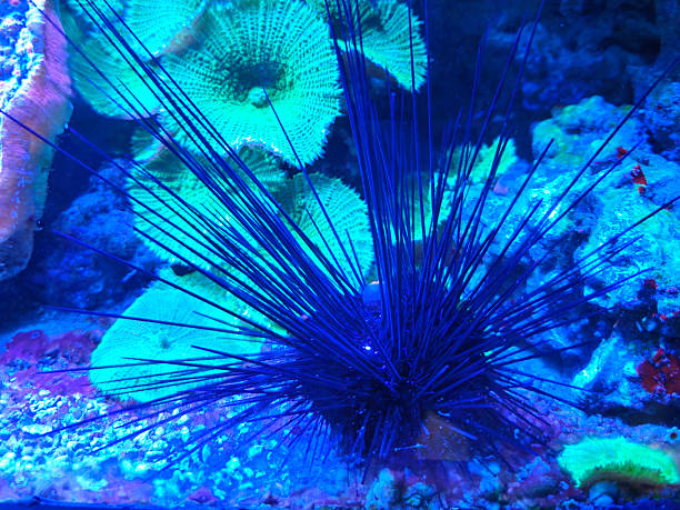 Photography of a diadema setosum sea urchin