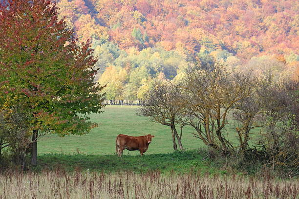 A brown cow is standing in a field of grass. The grass is brown and dry, and the cow is surrounded by trees. The scene has a peaceful and serene mood, with the cow being the main focus of the image