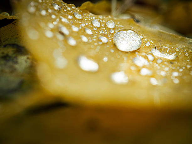 Close-up of water droplets on a fallen yellow leaf.