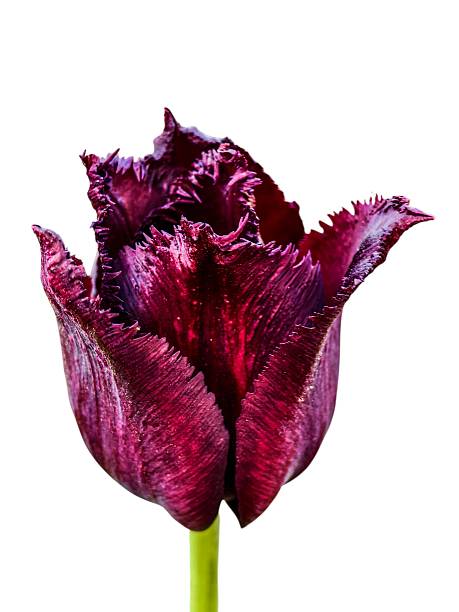 Close up of a single maroon fringed tulip isolated on white background. Spring garden flower in vertical orientation.