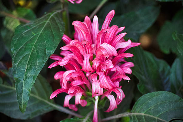 brazilian plume flower, justicia carnea, flamingo flower, king's crown, begonia, paradise plant