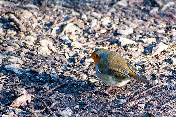 Bird in Catalunia Montserrat