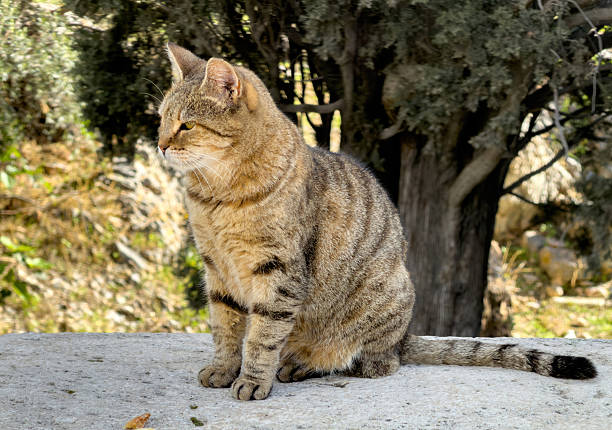 Tabby cat resting on the stone ledge in Athens, Greece. Blurred trees background