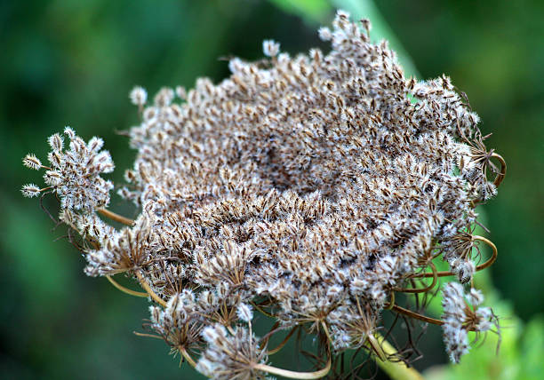Harvested umbels of carrot (Daucus carota subsp. sativus) with ripe seeds