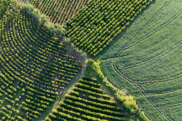 Drone view of coffee and soybean plantation in Brazil
