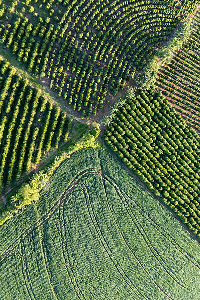 Drone view of coffee and soybean plantation in Brazil