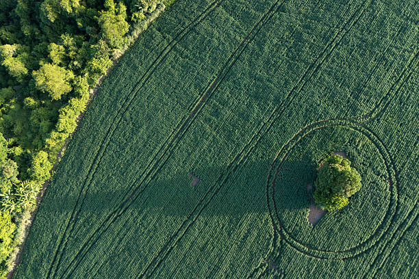Vertical shot of hot air balloon casting a shadow over rural fields