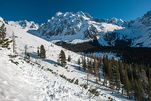 Snowy mountain peaks and pine forest.
