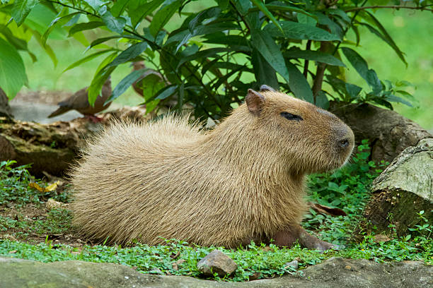 istock Portrait of a capybara. 2257631378
