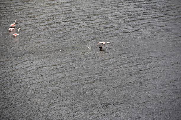 Flamingos, Lake Bafa; Sercin Turkey in october