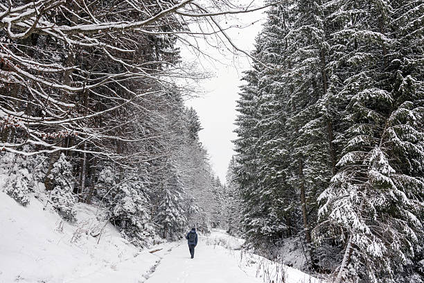 Winter forest landscape in Romania. Snow-covered trees, cold atmosphere and natural light create a calm, moody scene. Ideal for nature, travel, winter and environmental concepts.