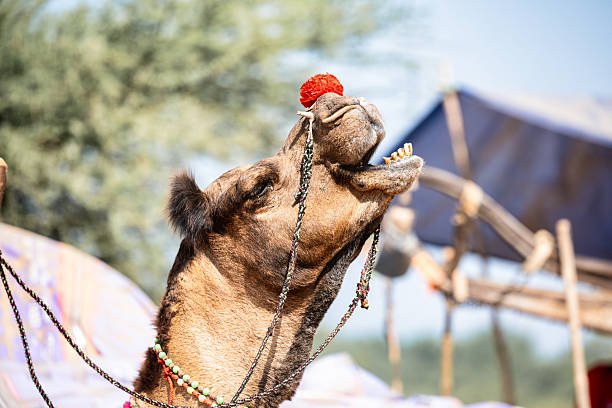 decorated camel standing at famous camel fair in Pushkar