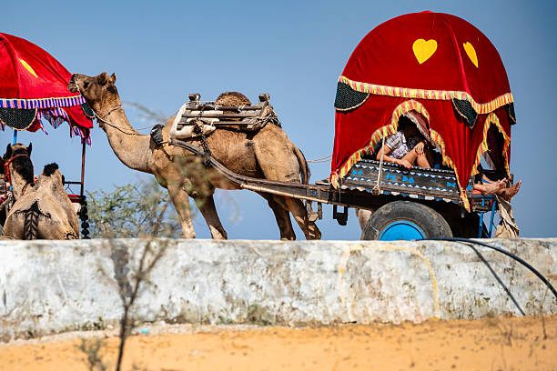 Jaisalmer, Rajasthan, India, November 11, 2024. Indian Man with his Camel on the Sand Dunes of Thar Desert, Jaisalmer, Rajasthan, Indian