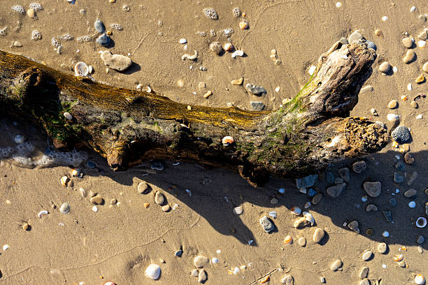 Natural driftwood washed ashore on a sandy beach, shaped by waves, saltwater, and time. Close-up and wide-angle views show textured wood surface, erosion patterns, sea foam, shells, and wet sand under warm sunlight. Organic coastal background ideal for themes of nature, erosion, sustainability, calm, seaside travel, and natural textures.
