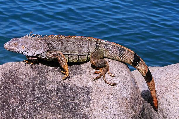 Iguanas chilling on rocks in St Maarten