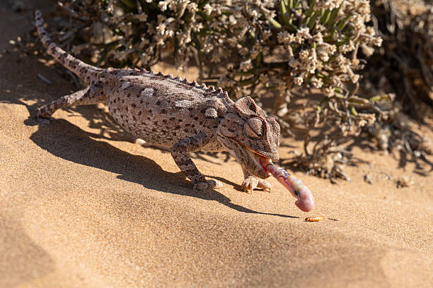 istock Namaqua Chameleon Catching Worm With Tongue 2257635422