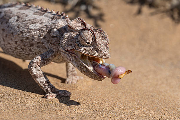 istock Namaqua Chameleon Hunting Worm on Sand 2257635450