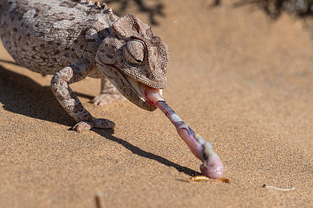 istock Profile of Chameleon Catching Prey 2257635453