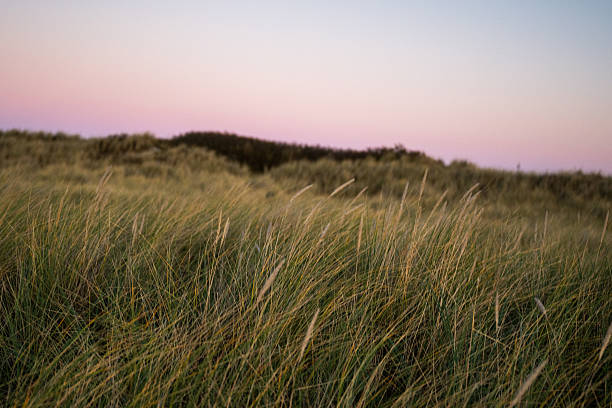 Windblown dune grass at sunset with soft pastel sky in coastal landscape