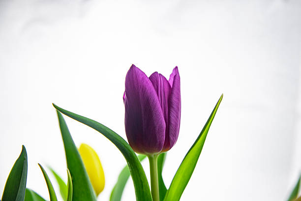 Beautiful tulip flower bouquet on light background