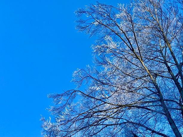 A beautiful filigree tree silhouette delicately outlined by winter frost, glowing in bright sunshine beneath a deep blue sky. Fine icy details on the branches contrast with the clear sky, creating a minimalist yet powerful winter scene that conveys clarity, freshness, and calm. This elegant image is ideal for travel and tourism promotion, postcards, flyers, seasonal design, and atmospheric advertising or editorial use.