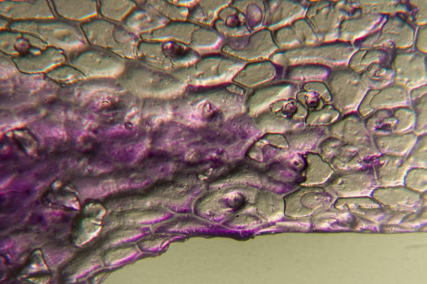 High magnification image of red cabbage epidermis, showing individual cells and the distribution of natural purple dye.
