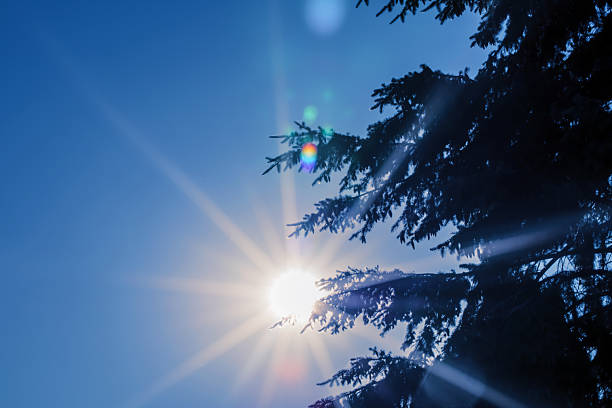 Bright sunlight filters through the spruce branches, creating a burst of light with beautiful sunbeams in the afternoon sky.