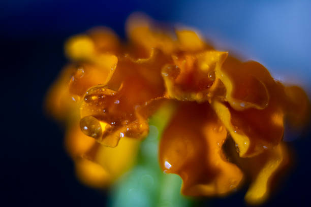 Macro photograph of a marigold flower.