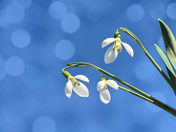 A close-up photo of beautiful snowdrop flowers on a blue background. Nice bokeh lights, space for copy.