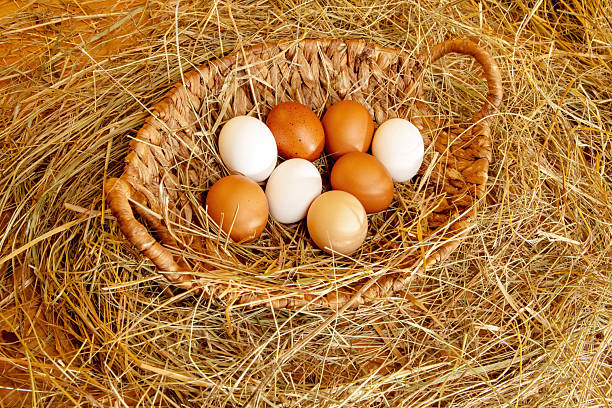 Fresh chicken eggs in a basket lying down in the hay