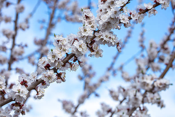 Apricot tree branch close-up with white blossoms against a bright blue sky. The scene captures the essence of spring and nature's beauty.