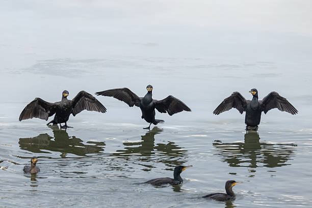 Three great cormorants (Phalacrocorax carbo) are standing on ice and flapping wings and three birds are swimming.