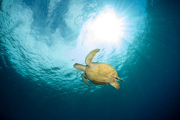 Sea turtle floating to the surface to breathe