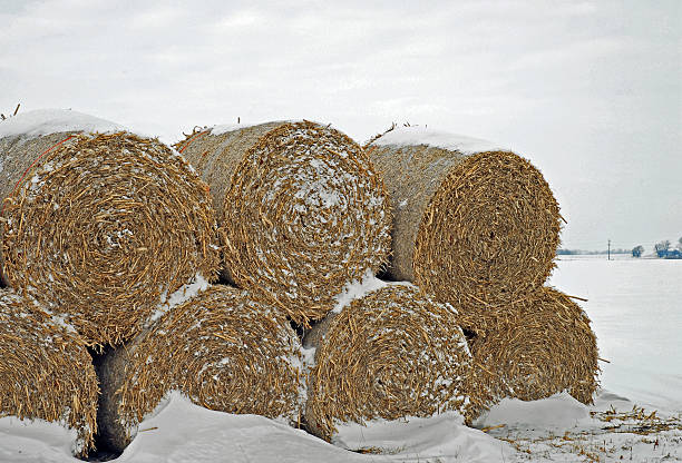 Rolls of hay on the field covered by snow. Rural nature winter landscape.