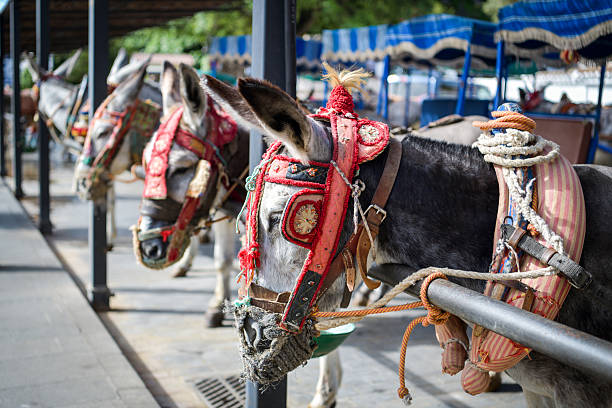 Mijas, Spain - May 6, 2023: Donkeys waiting for their ride in Mijas, Spain during sunny day in May 2023