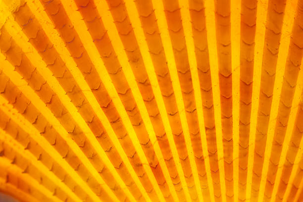 Extreme macro texture of orange Mimachlamys sanguinea scallop shell ridges. Vibrant Glorious Scallop with natural ribbed texture and serrated edges. Concept of marine life and ocean biodiversity backgrounds art.