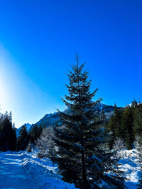 A beautiful winter nature scene featuring tall pine trees heavily laden with fresh snow. A bright sun shines through the branches, creating a dramatic starburst lens flare effect against a deep blue sky, highlighting the texture of the winter forest