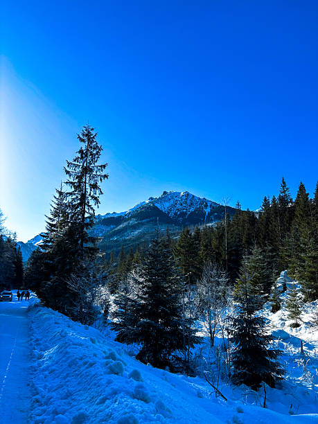 Snowy winter mountain landscape with forest and peaks, natural background with copy space, perfect for travel, nature, environment, and seasonal concepts.