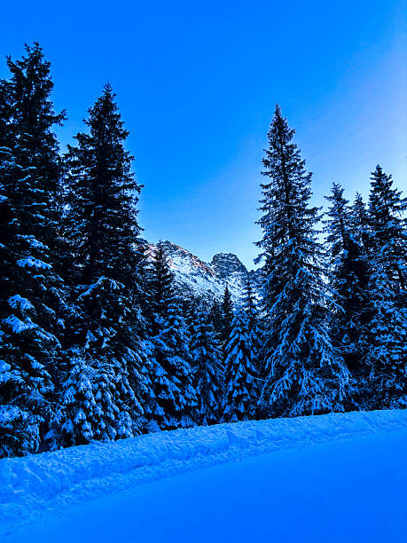 Snowy winter mountain landscape with forest and peaks, natural background with copy space, perfect for travel, nature, environment, and seasonal concepts.