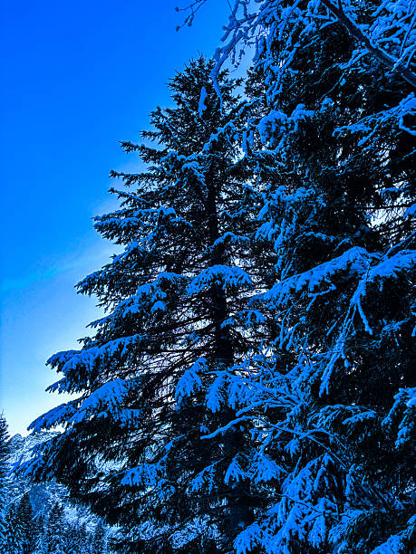 Snowy winter mountain landscape with forest and peaks, natural background with copy space, perfect for travel, nature, environment, and seasonal concepts.