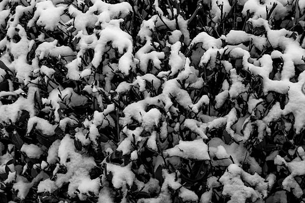 black and white branches on white wall abstract