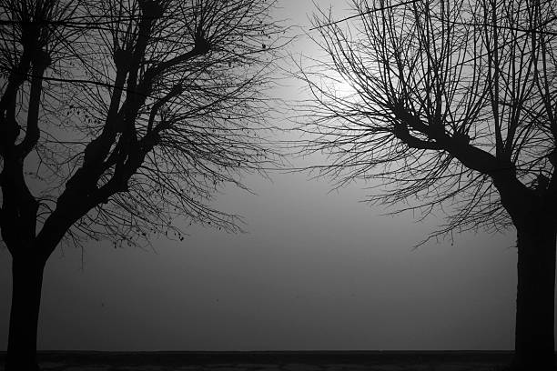 Frozen Morning: a dark winter road leading through dark forest, rays of sunlight from above.