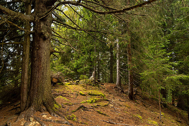 Mossy pine forest trail with exposed roots. Dense coniferous forest with moss-covered ground, tree roots, and a narrow dirt path winding through tall pine and fir trees