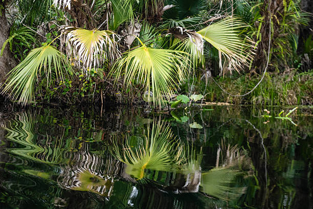 This is a wide angle photograph of the lush green vegetation with dense palm trees and water lilies reflecting on the river at Wekiva Springs state park in Apopka, Florida on an overcast winter day.